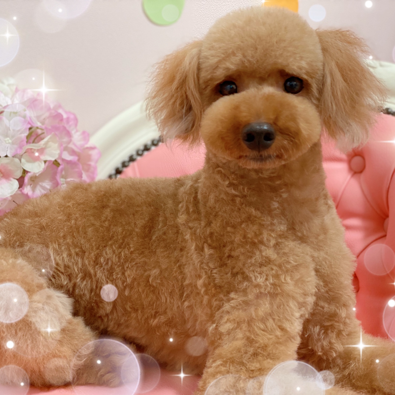 トリミングサロン princess dogのトリミングカット-4215の1枚目