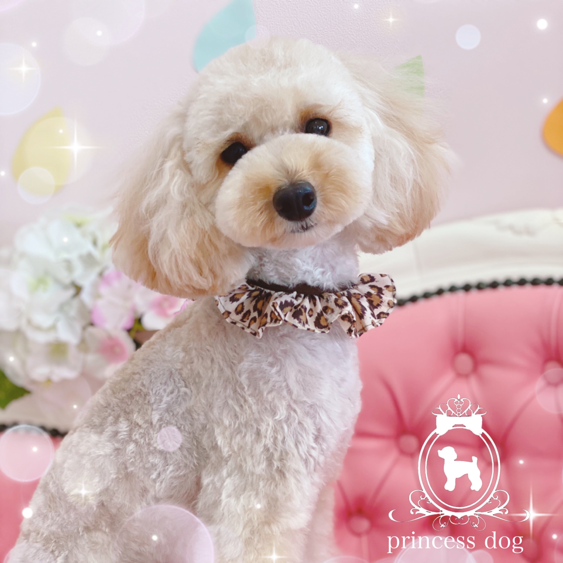 トリミングサロン princess dogのトリミングカット-4229の1枚目