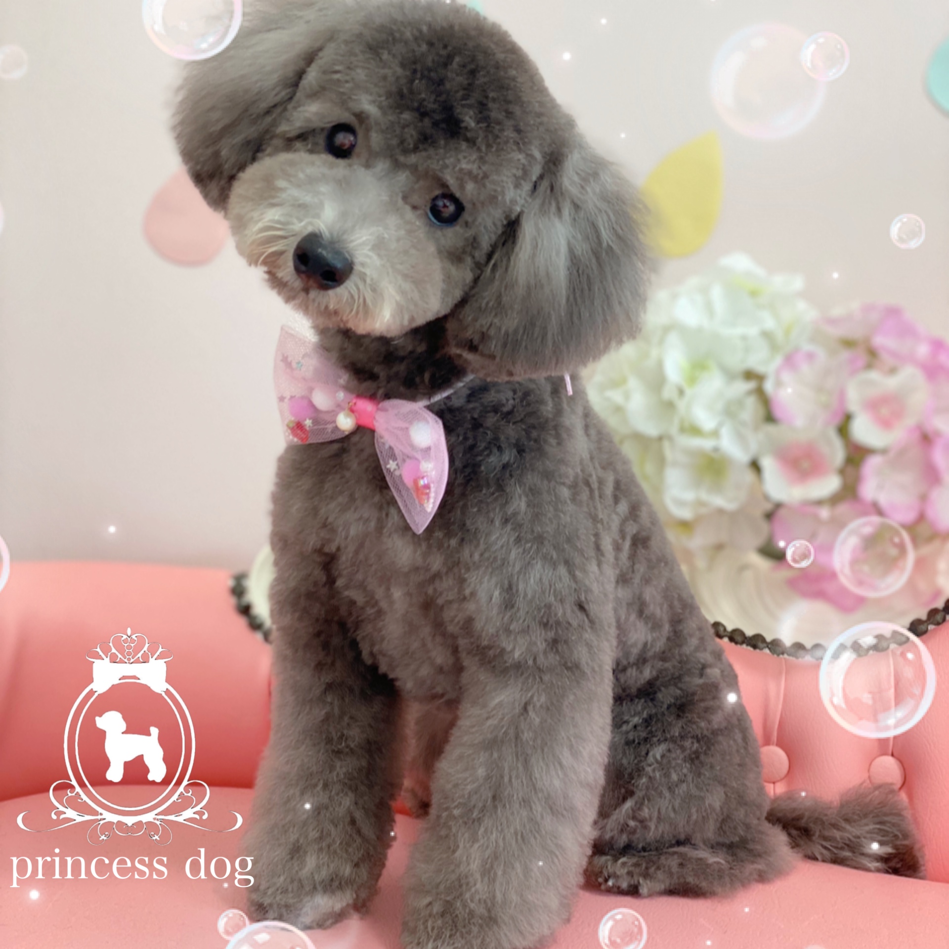 トリミングサロン princess dogのトリミングカット-4243の1枚目