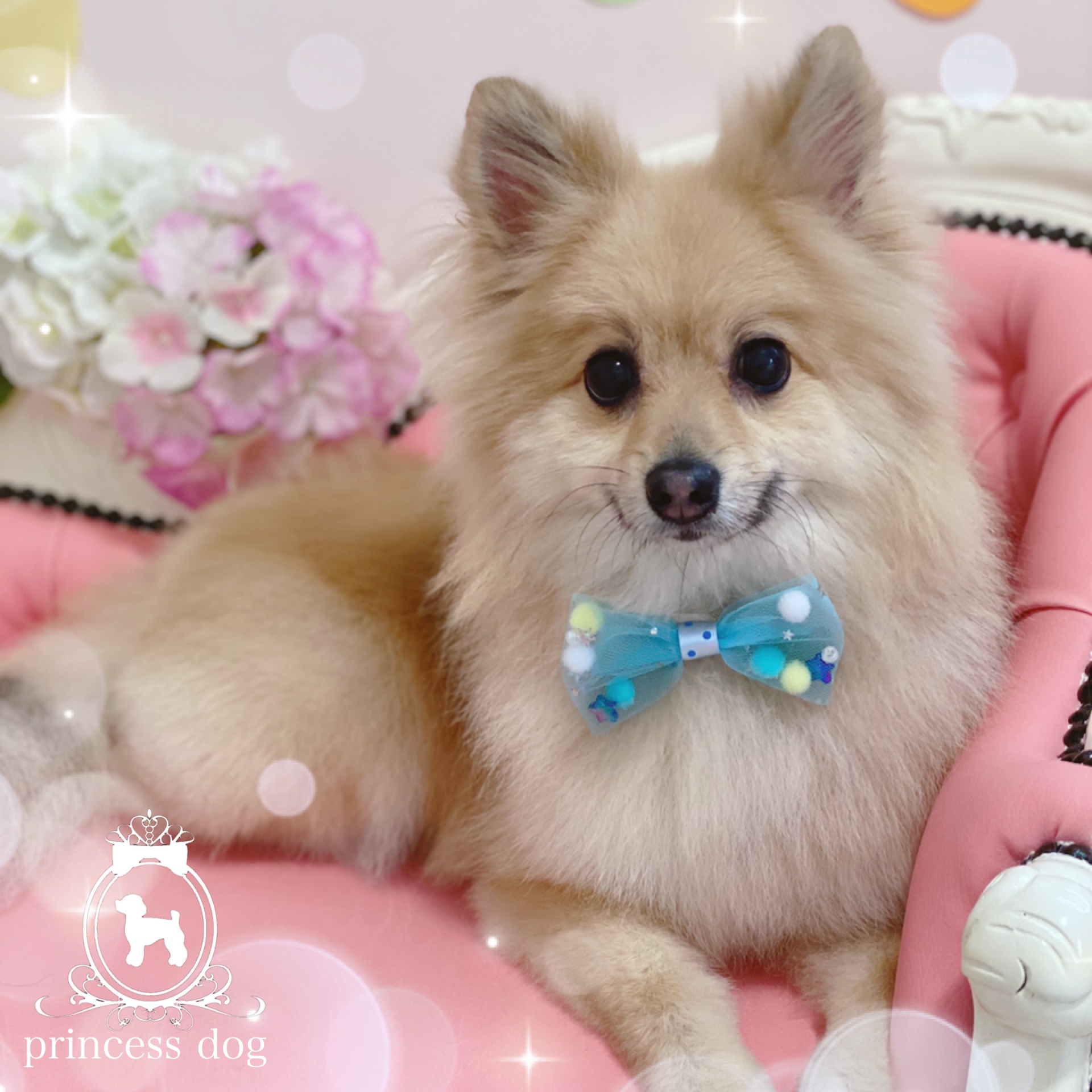 トリミングサロン princess dogのトリミングカット-4223の1枚目