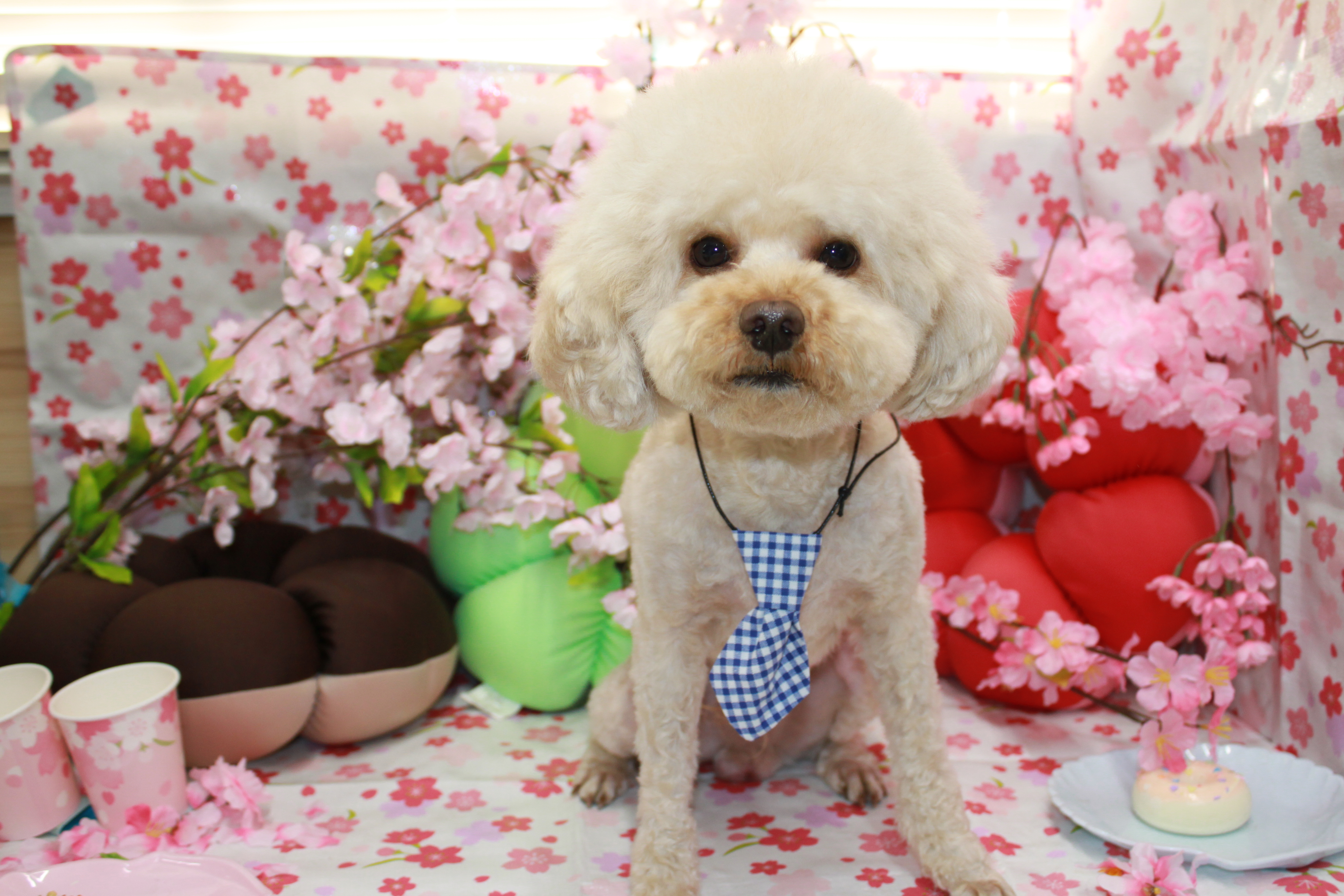 トリミングサロン Daisy Bellのトリミングカット-4279の1枚目