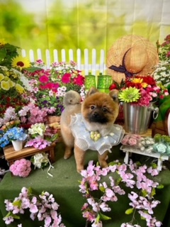 トリミングサロン Daisy Bellのトリミングカット-7731の1枚目