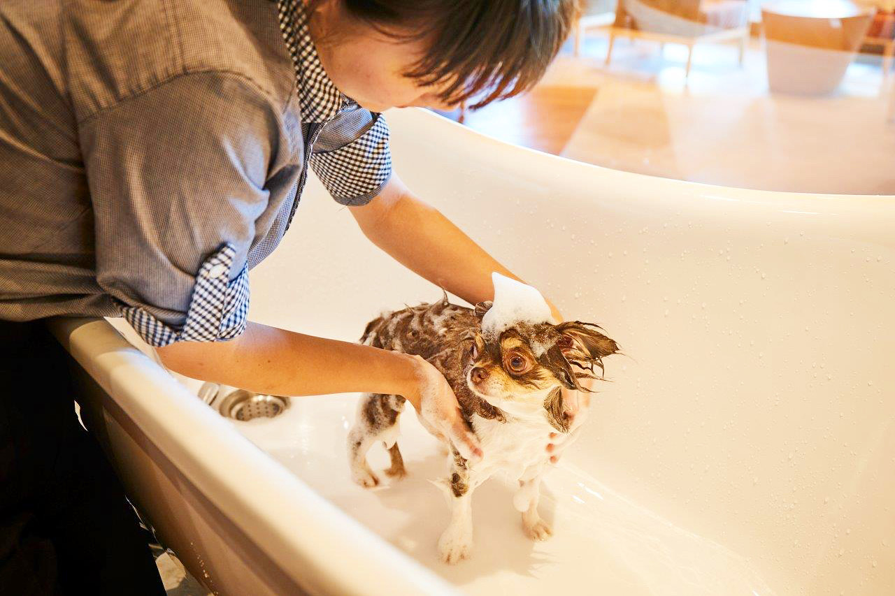 兵庫県神戸市北区のトリミングサロン DOG UP VILLAの2枚目