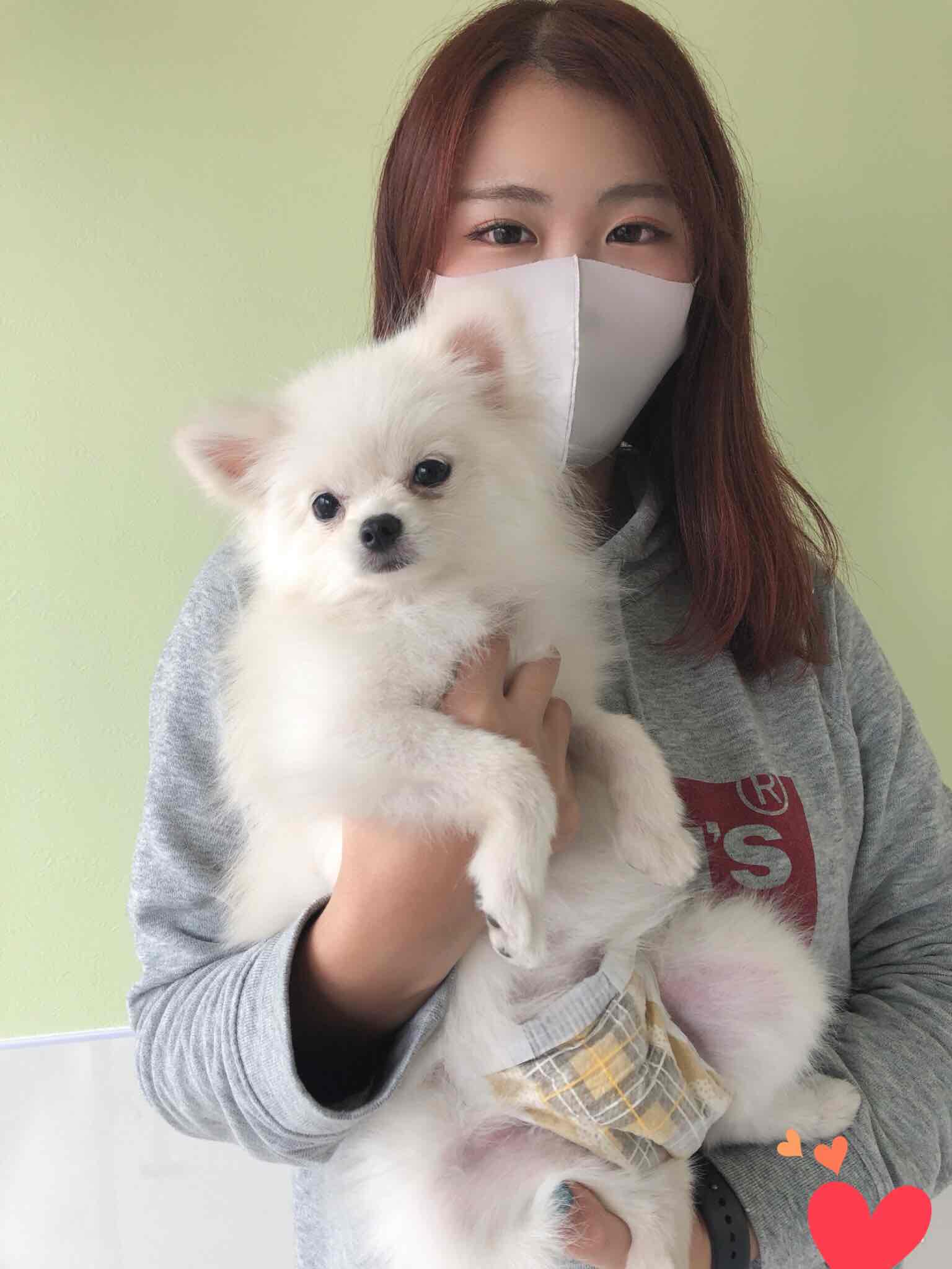 トリミングサロン ドッグサロンマカロンのトリマー 井本彩奈