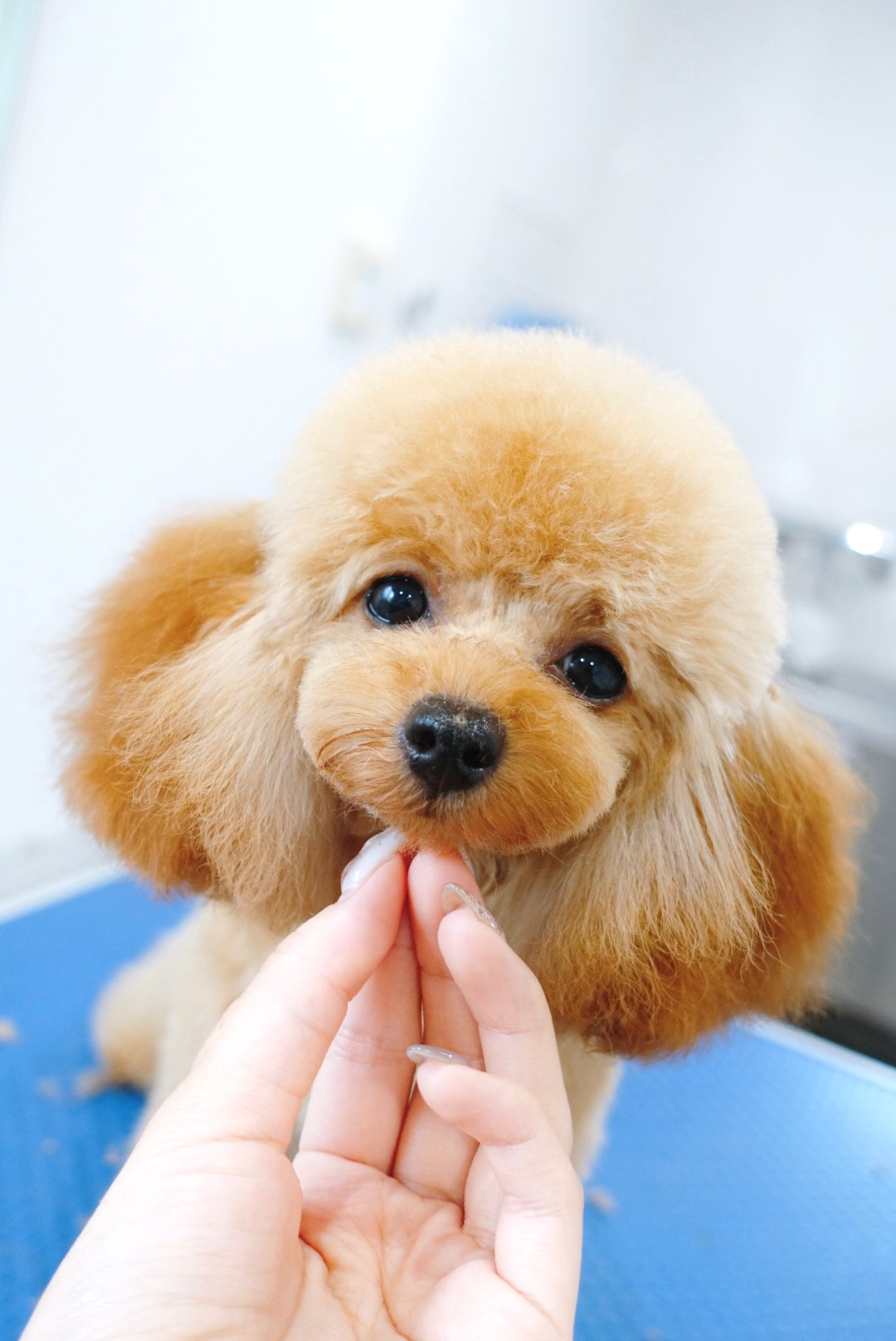 トリミングサロン COLORER(クロレ) -dog salon-のトリミングカット-9629の1枚目