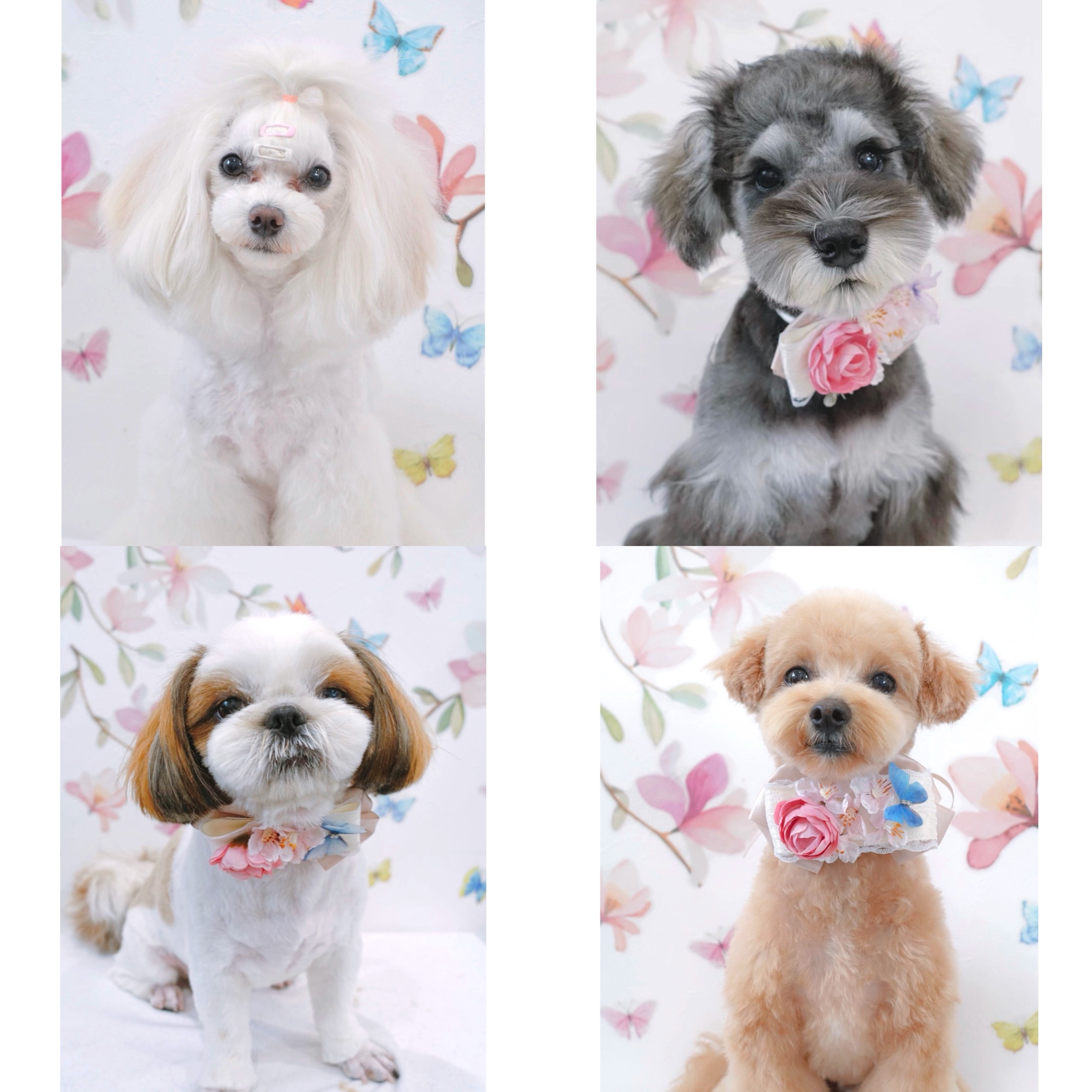 トリミングサロン COLORER(クロレ) -dog salon-のトリミングカット-4245の1枚目