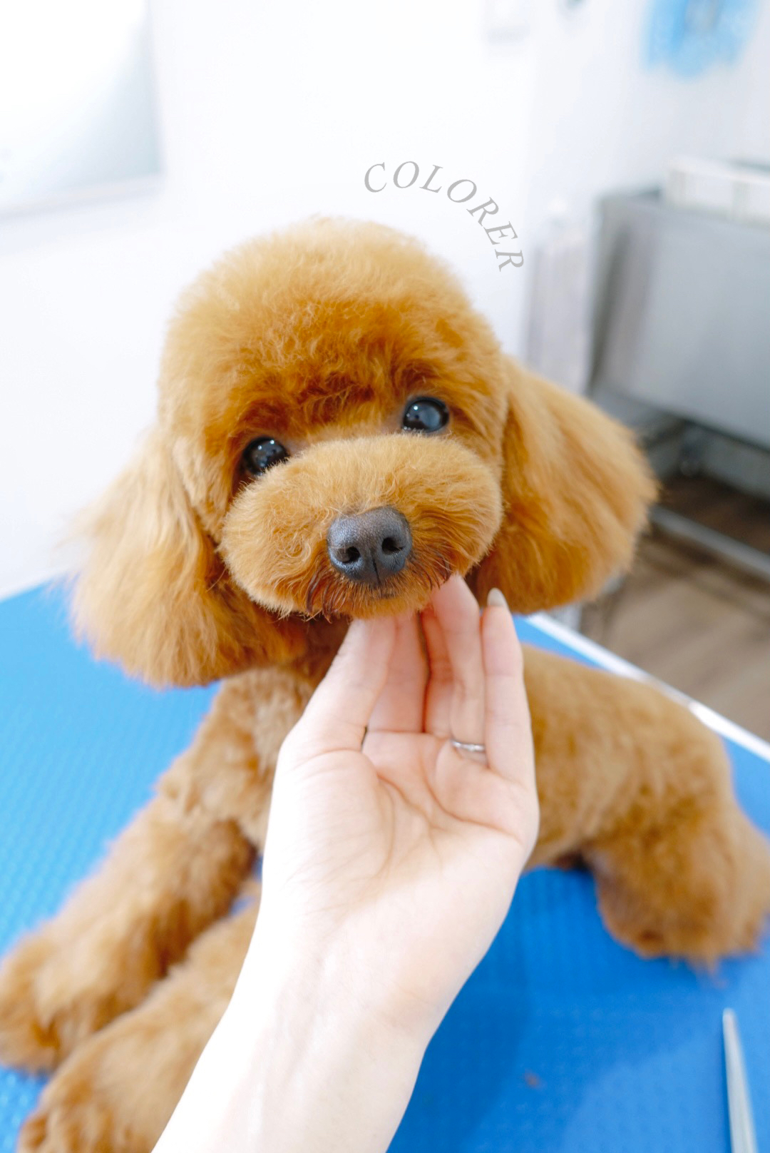 スピード仕上げなのにかわいいを追求
