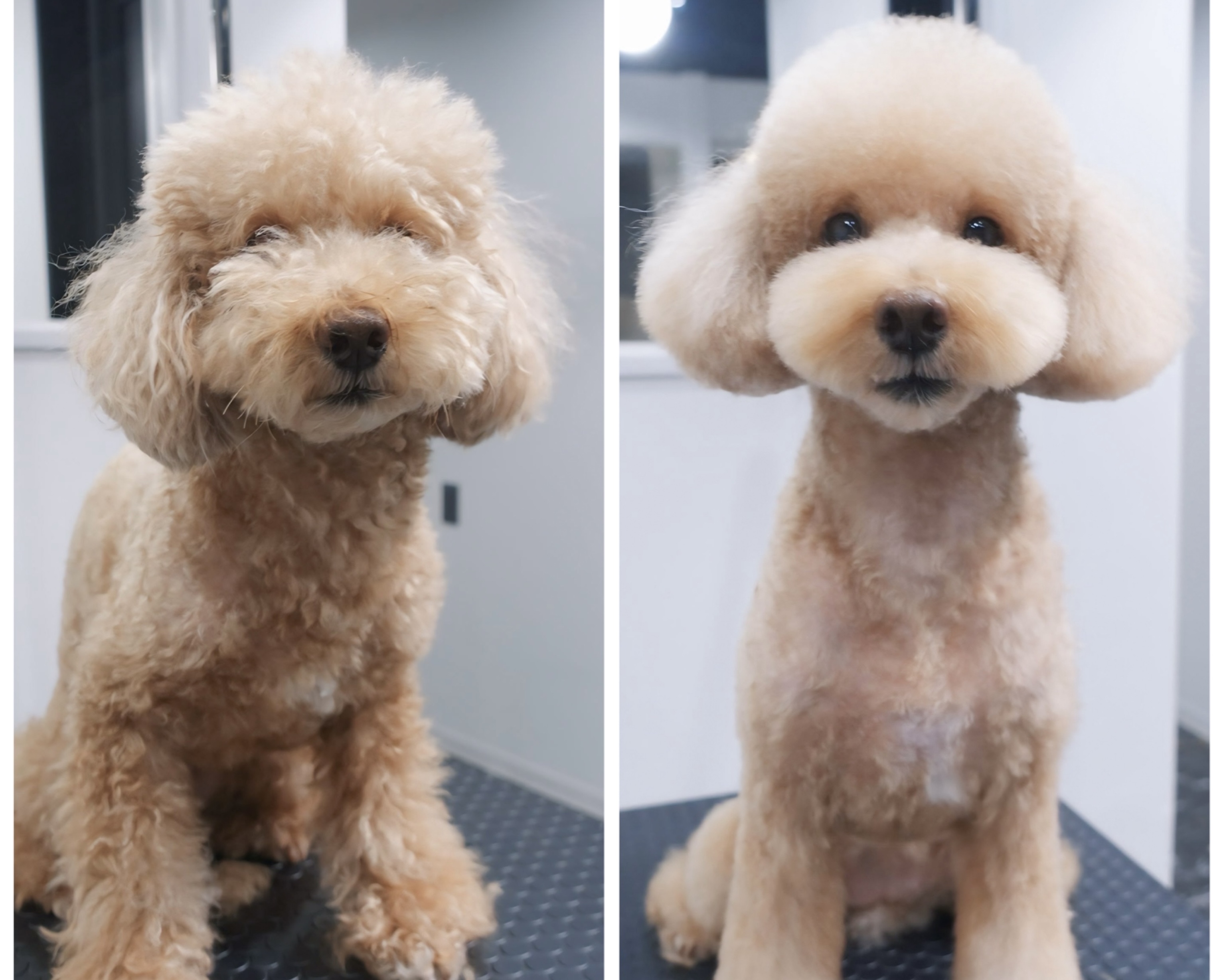 COLORER(クロレ) -dog salon- 横浜本店 5