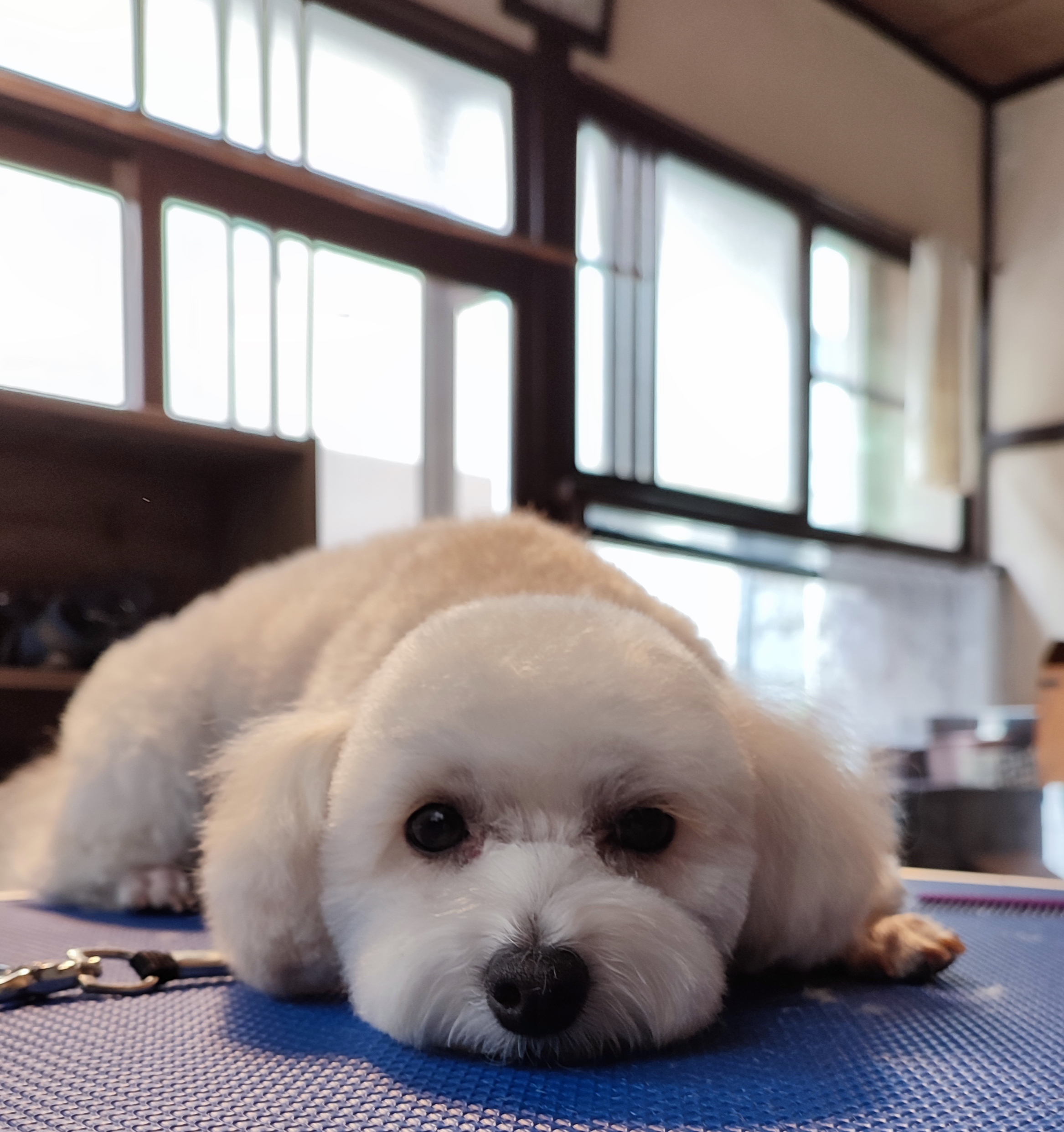 ミックス犬のトリミングカット トリミングサロンまるふくの1枚目