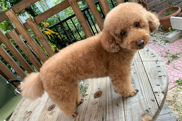 トイプードルのトリミングカット pet salon ピノキオの1枚目