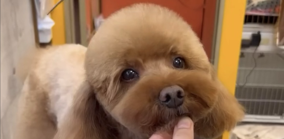 ペットサロン デューク 4