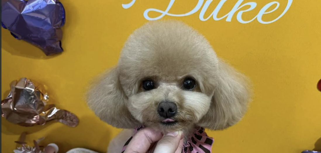 ペットサロン デューク 3