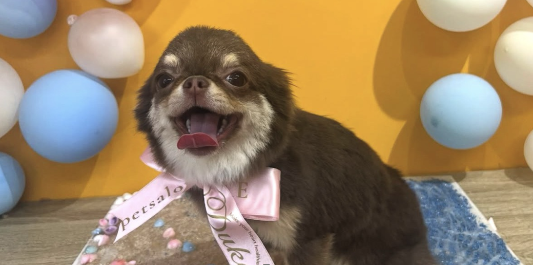 ペットサロン デューク 5