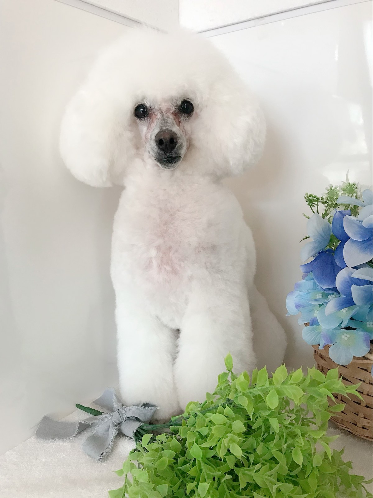 トリミングサロン DOGSALON AURAのトリミングカット-4285の1枚目