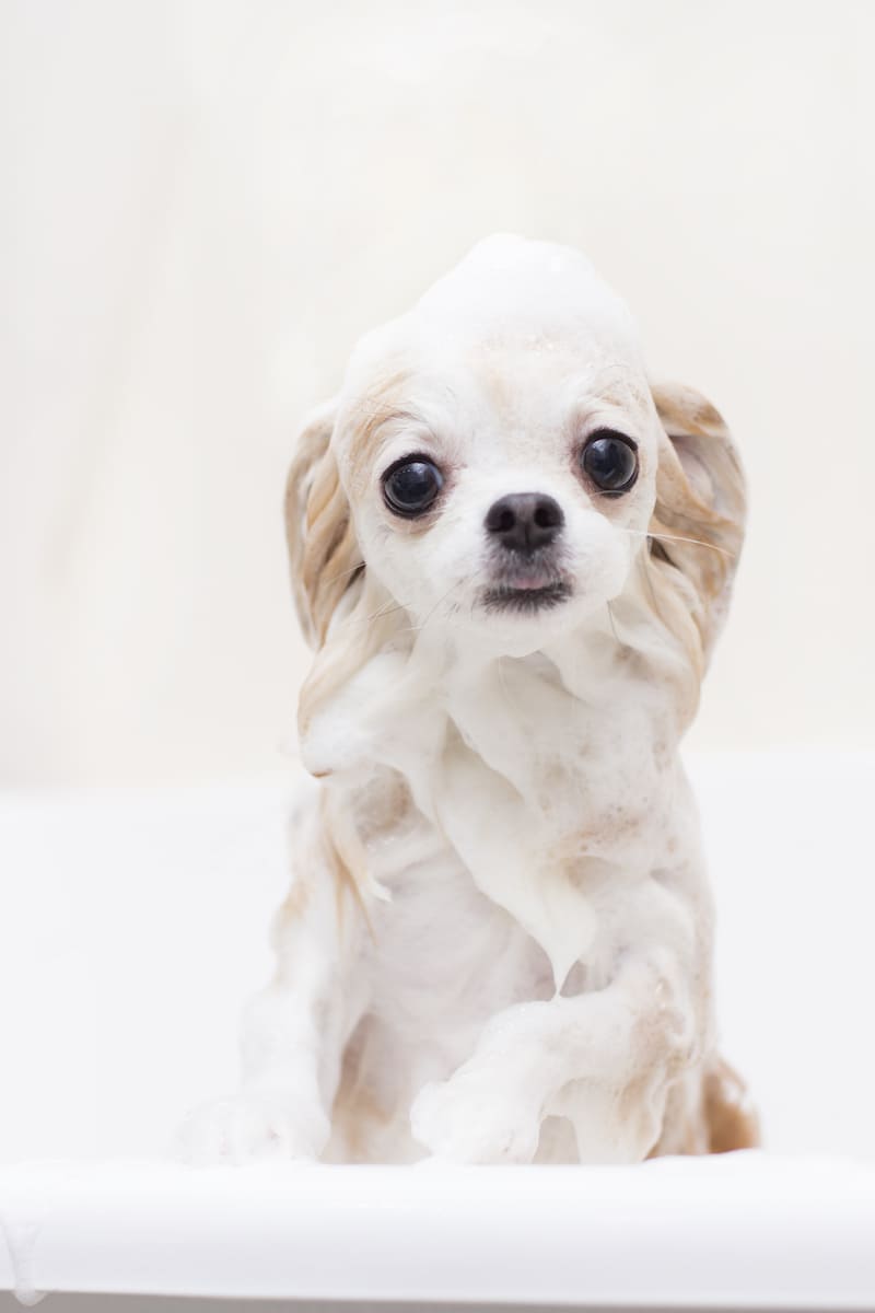 愛犬の内側と外側からケアを行い美と健康をサポートいたします。