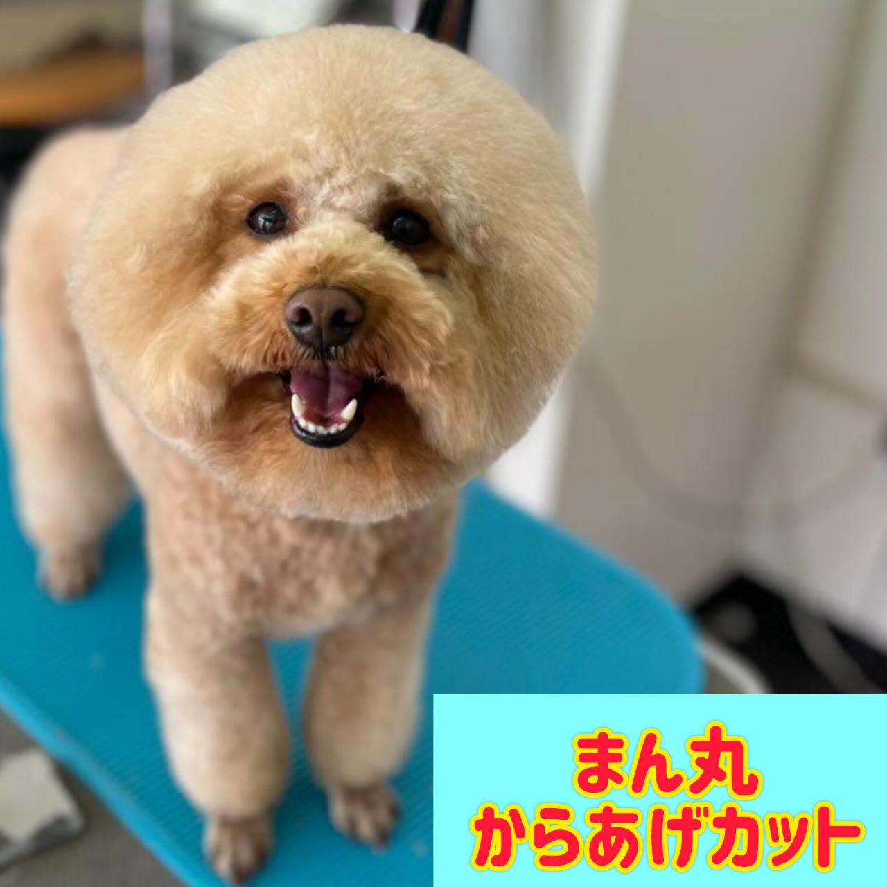 東京都練馬区のトリミングサロン ハートワン 練馬関町店の3枚目