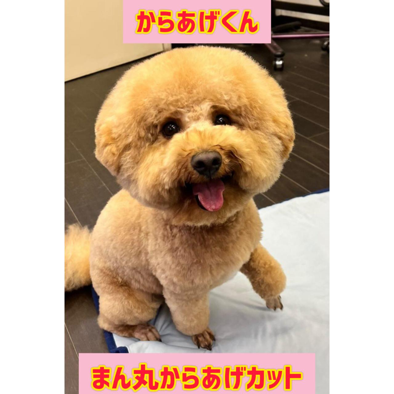 東京都練馬区のトリミングサロン ハートワン 練馬関町店のサムネイル1枚目