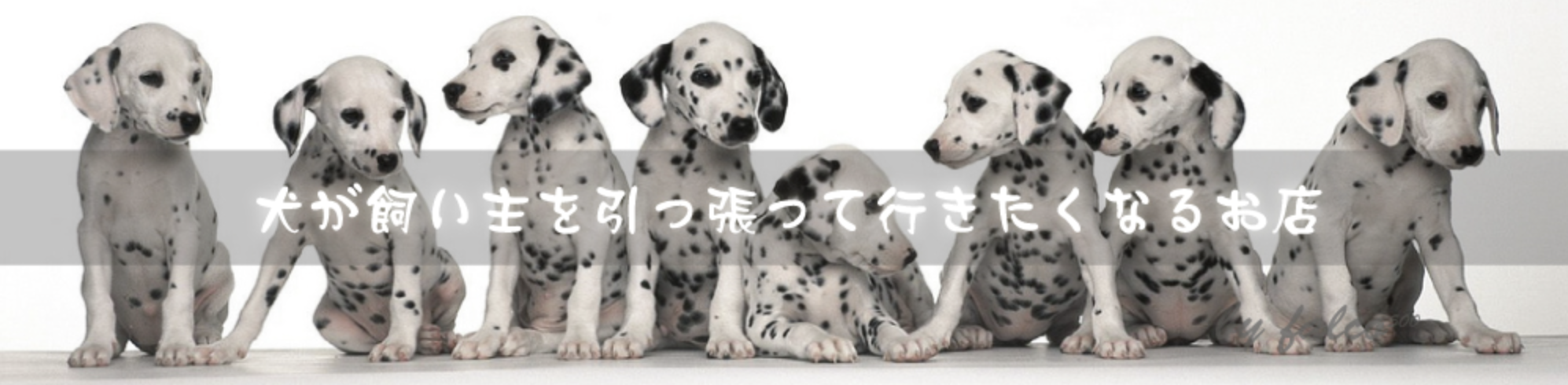 ペットフレンドアーサー