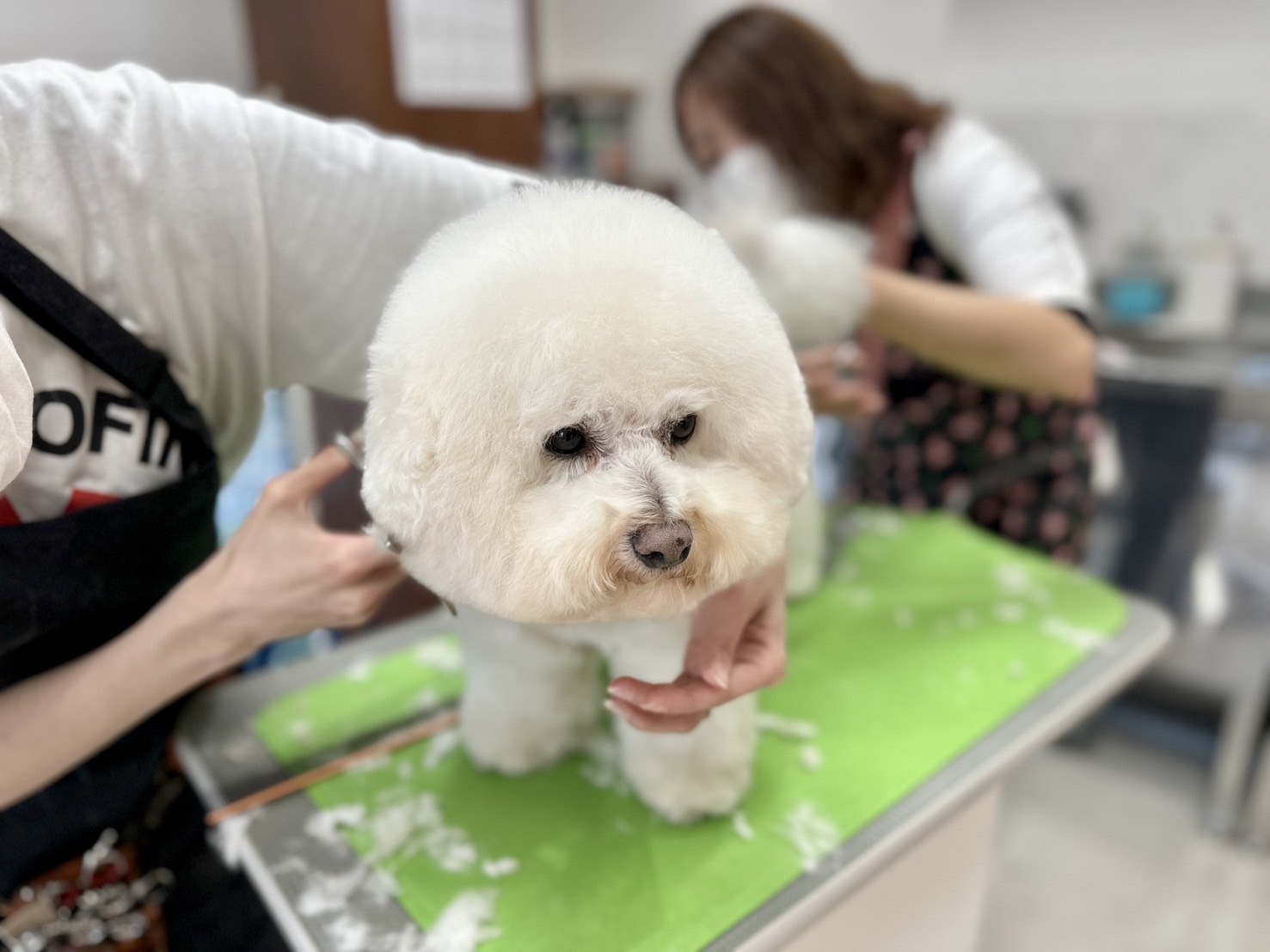 トリミングカット ドッグサロンわんだふるわんの1枚目