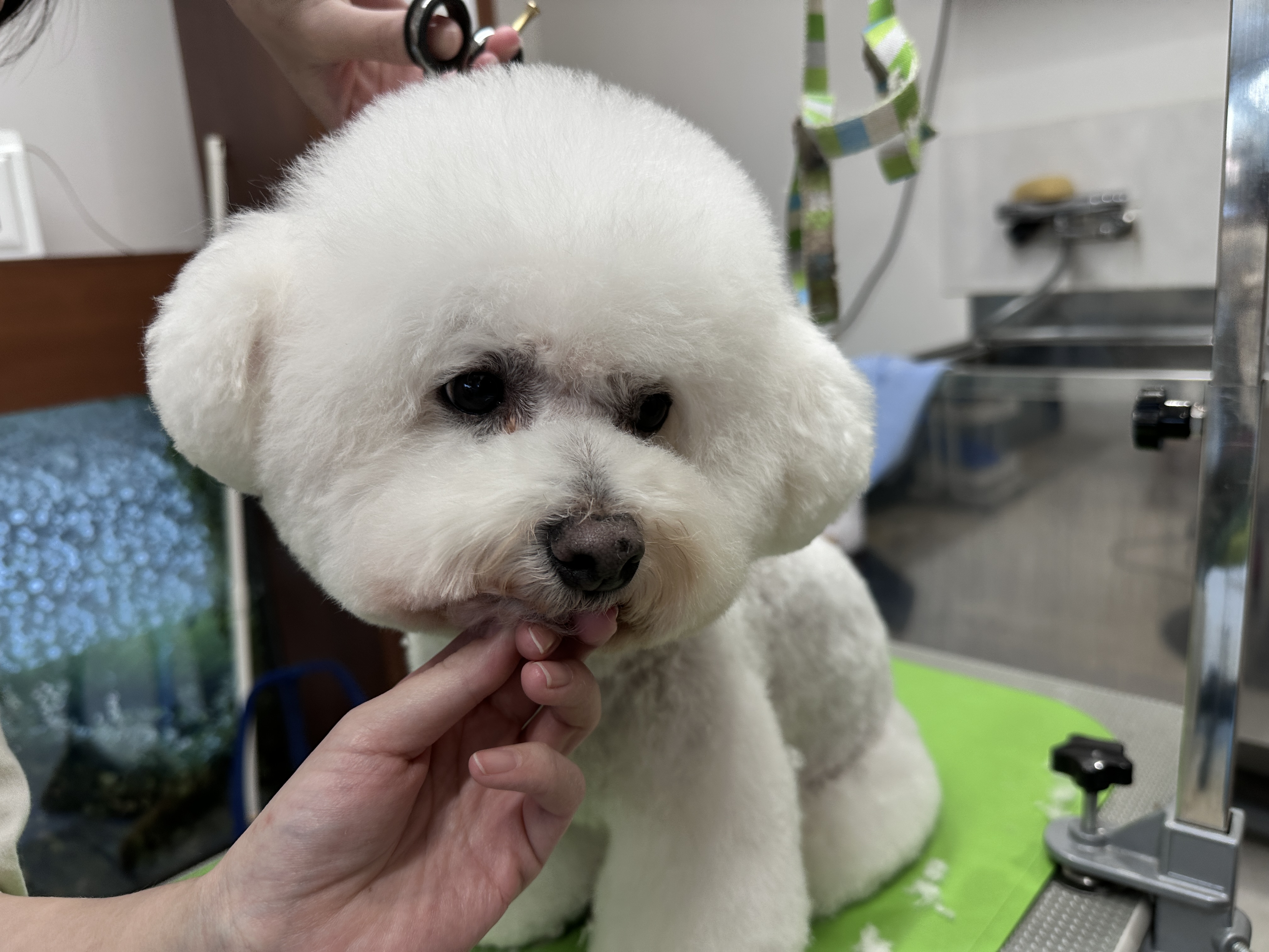 愛知県安城市のトリミングサロン ドッグサロンわんだふるわんの5枚目