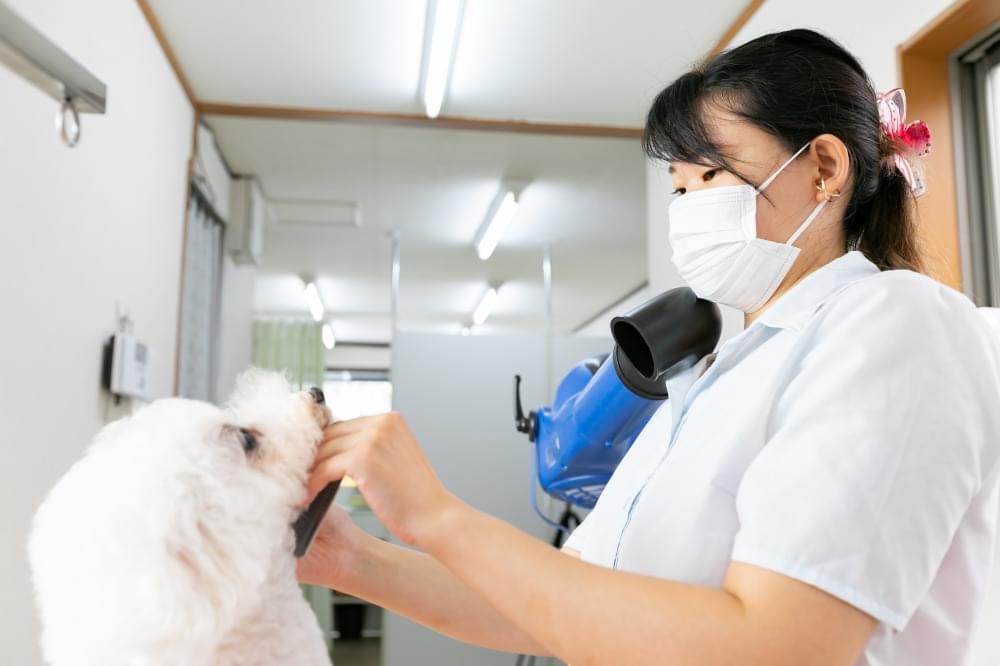 Dog salon CROWN 2