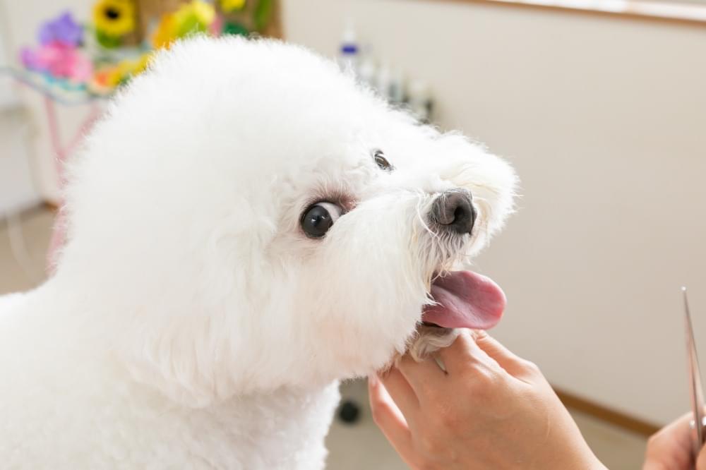 Dog salon CROWN 4