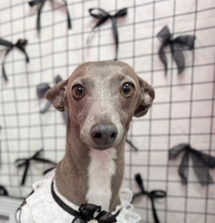 ペットサロンCinnamon 藤枝店 9