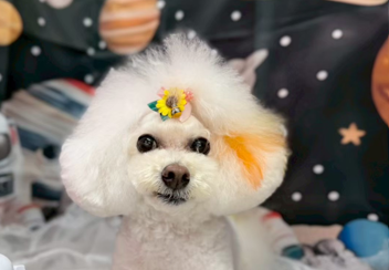 ペットサロンCinnamon 藤枝店 8