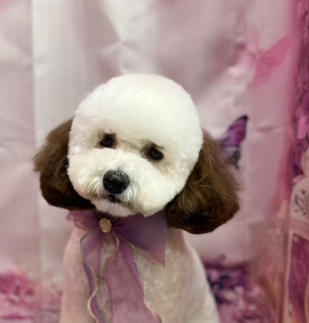 ペットサロンCinnamon 藤枝店 7