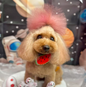 ペットサロンCinnamon 藤枝店 6