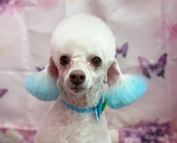 ペットサロンCinnamon 藤枝店 4