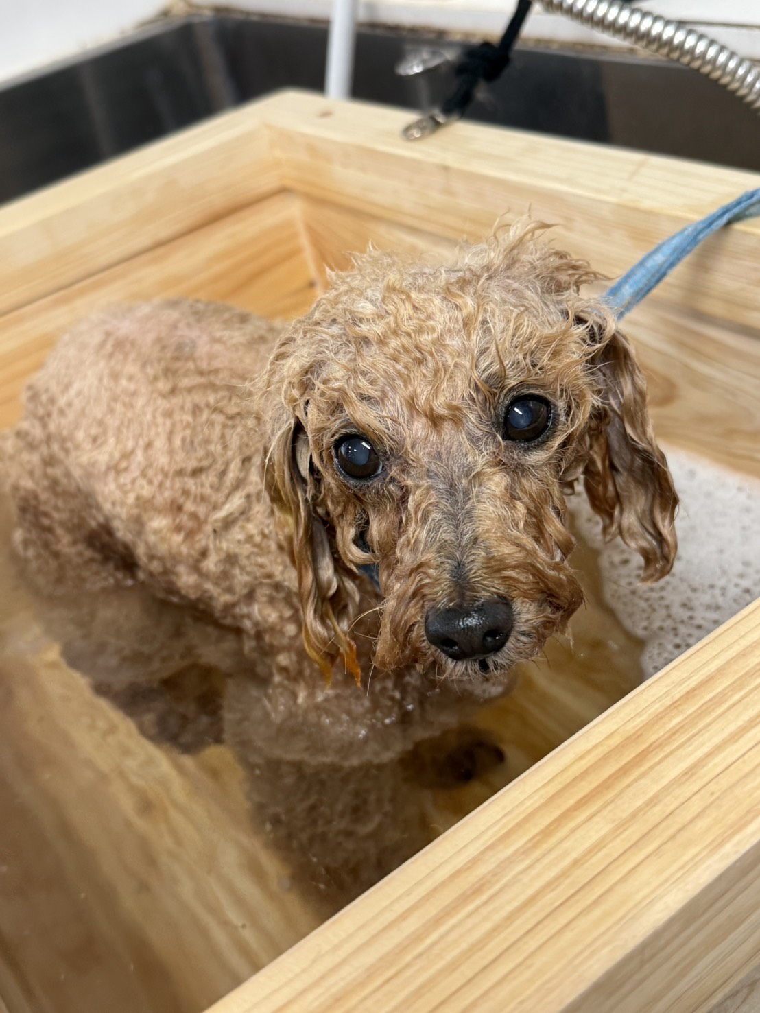 ペットサロンCinnamon 藤枝店 10