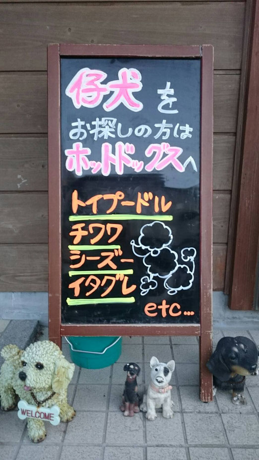 宮崎県宮崎市のトリミングサロン ホットドッグスの2枚目