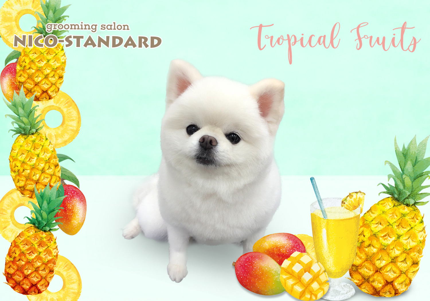 トリミングサロン grooming salon NICO-STANDARDのトリミングカット-7802の4枚目