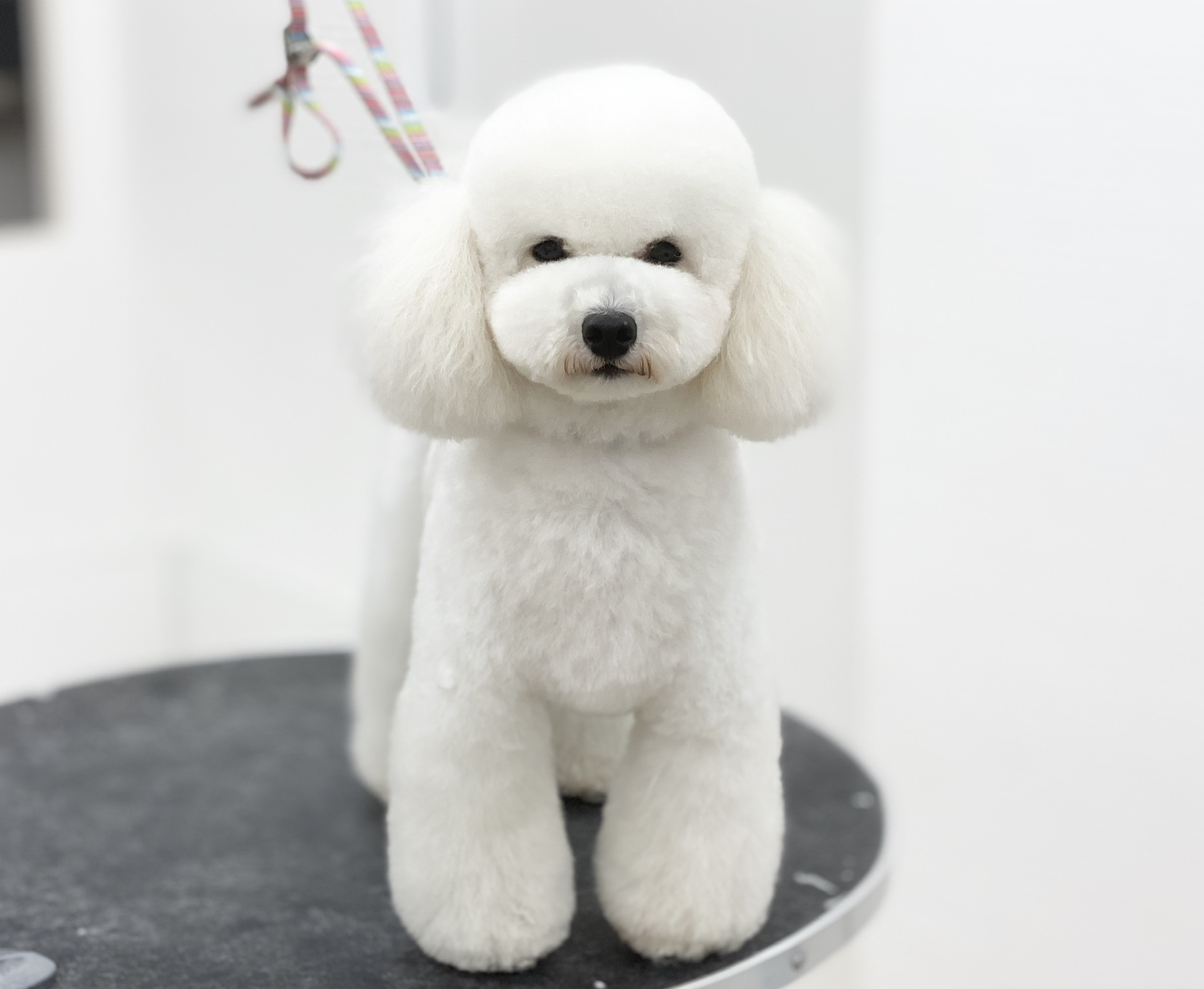 トリミングサロン grooming salon NICO-STANDARDのトリミングカット-7740の1枚目