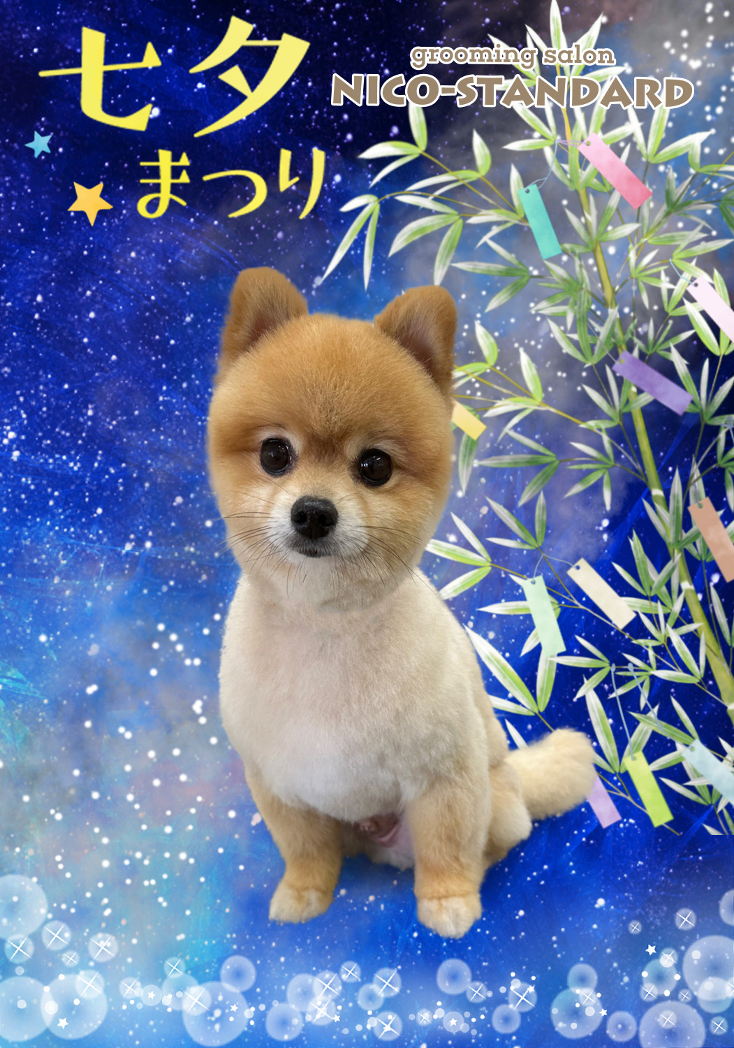 トリミングサロン grooming salon NICO-STANDARDのトリミングカット-7802の3枚目