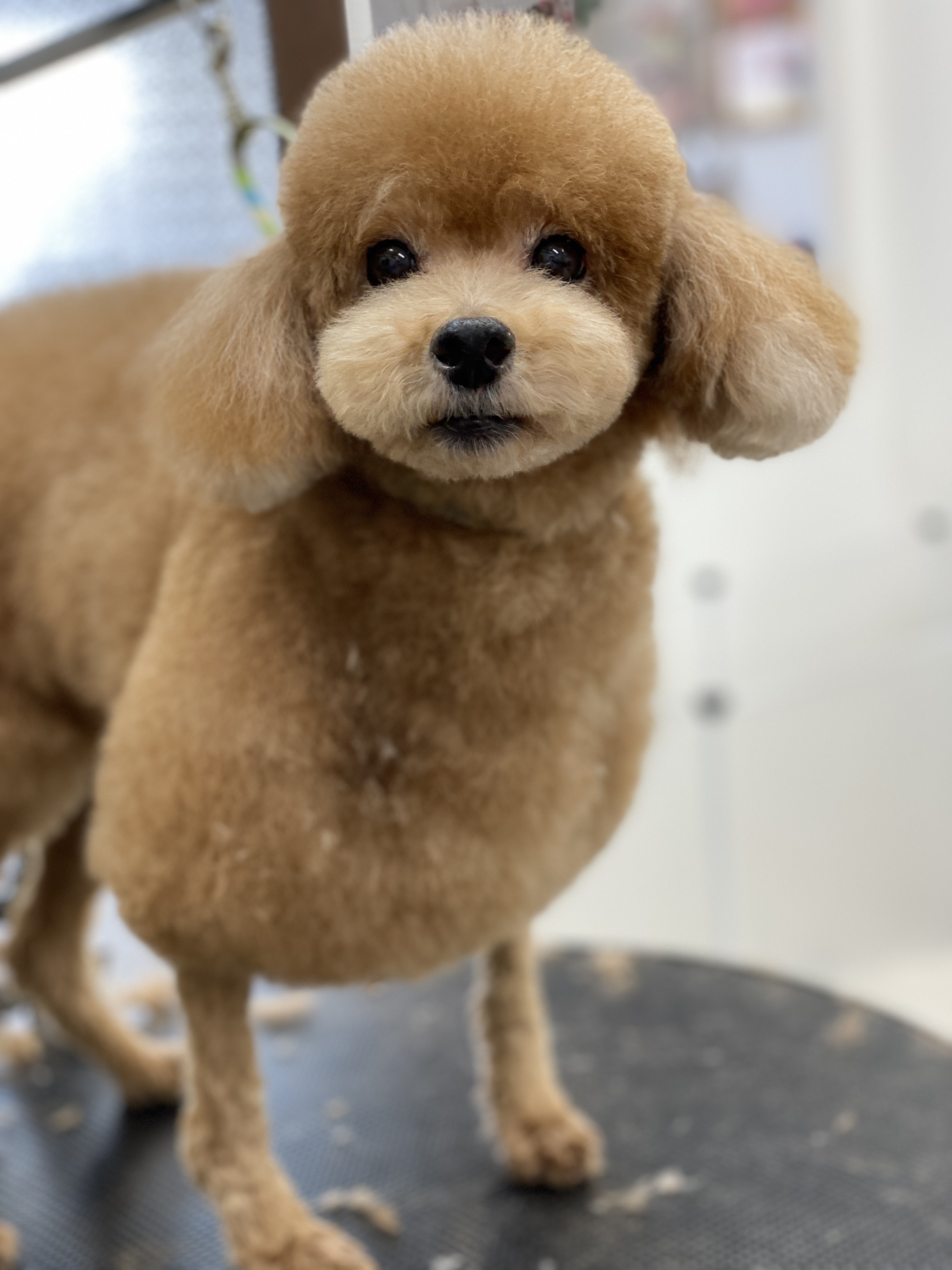トリミングサロン grooming salon NICO-STANDARDのトリミングカット-7740の4枚目