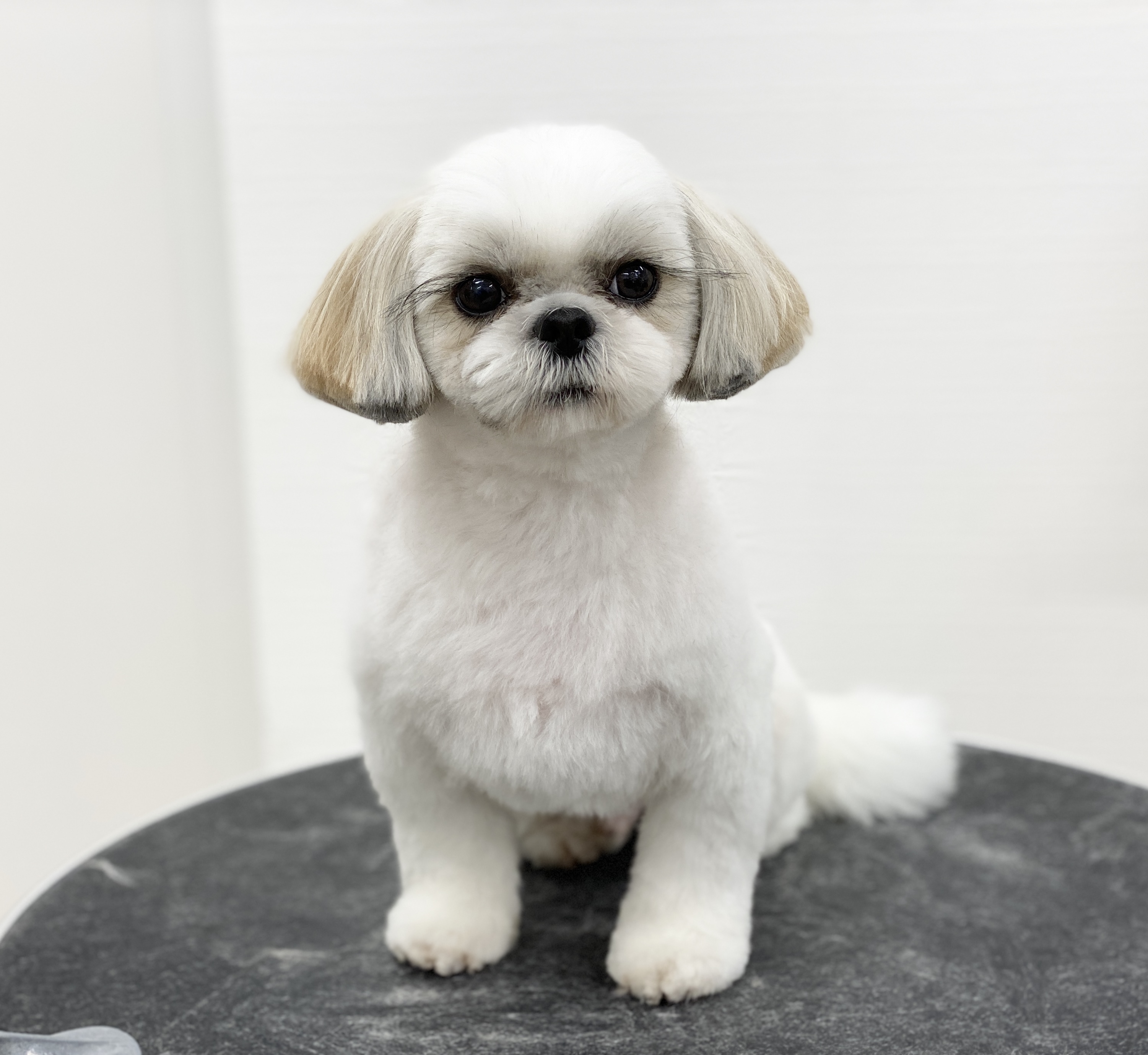 トリミングサロン grooming salon NICO-STANDARDのトリミングカット-7739の1枚目