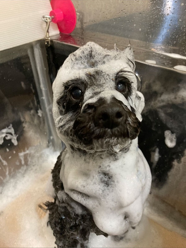 DOG SALON RUSYのこだわり
