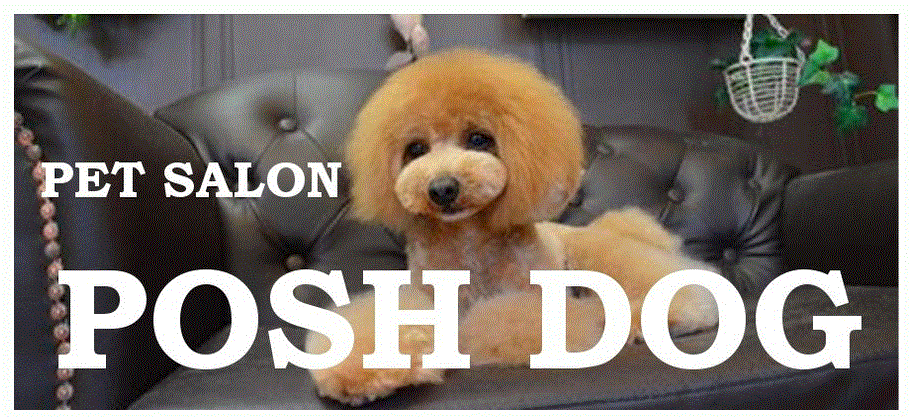 静岡県静岡市葵区のトリミングサロン PET SALON POSH DOGの3枚目