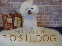 静岡県静岡市葵区のトリミングサロン PET SALON POSH DOGの1枚目