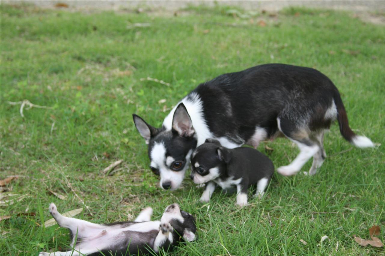 三重県四日市市のトリミングサロン CHI-WANの3枚目