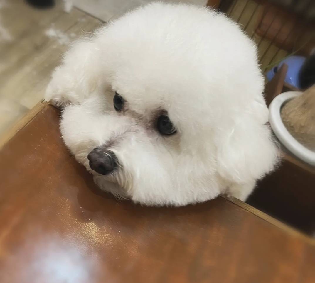 Hair salon SAVOIA with DOG 5