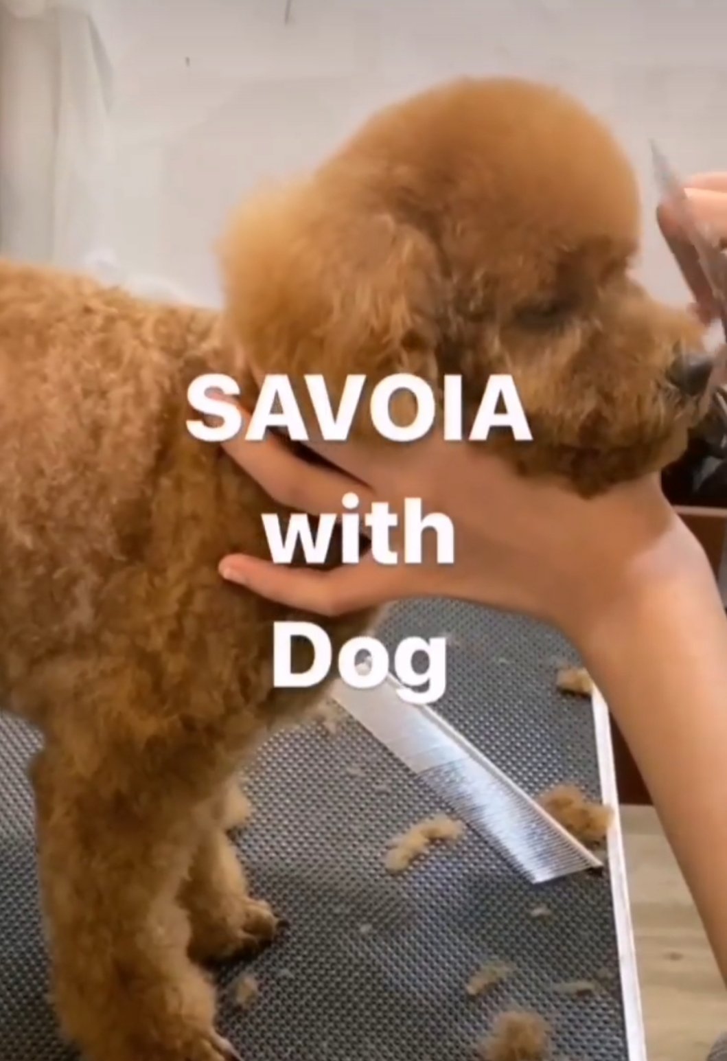 Hair salon SAVOIA with DOG 9