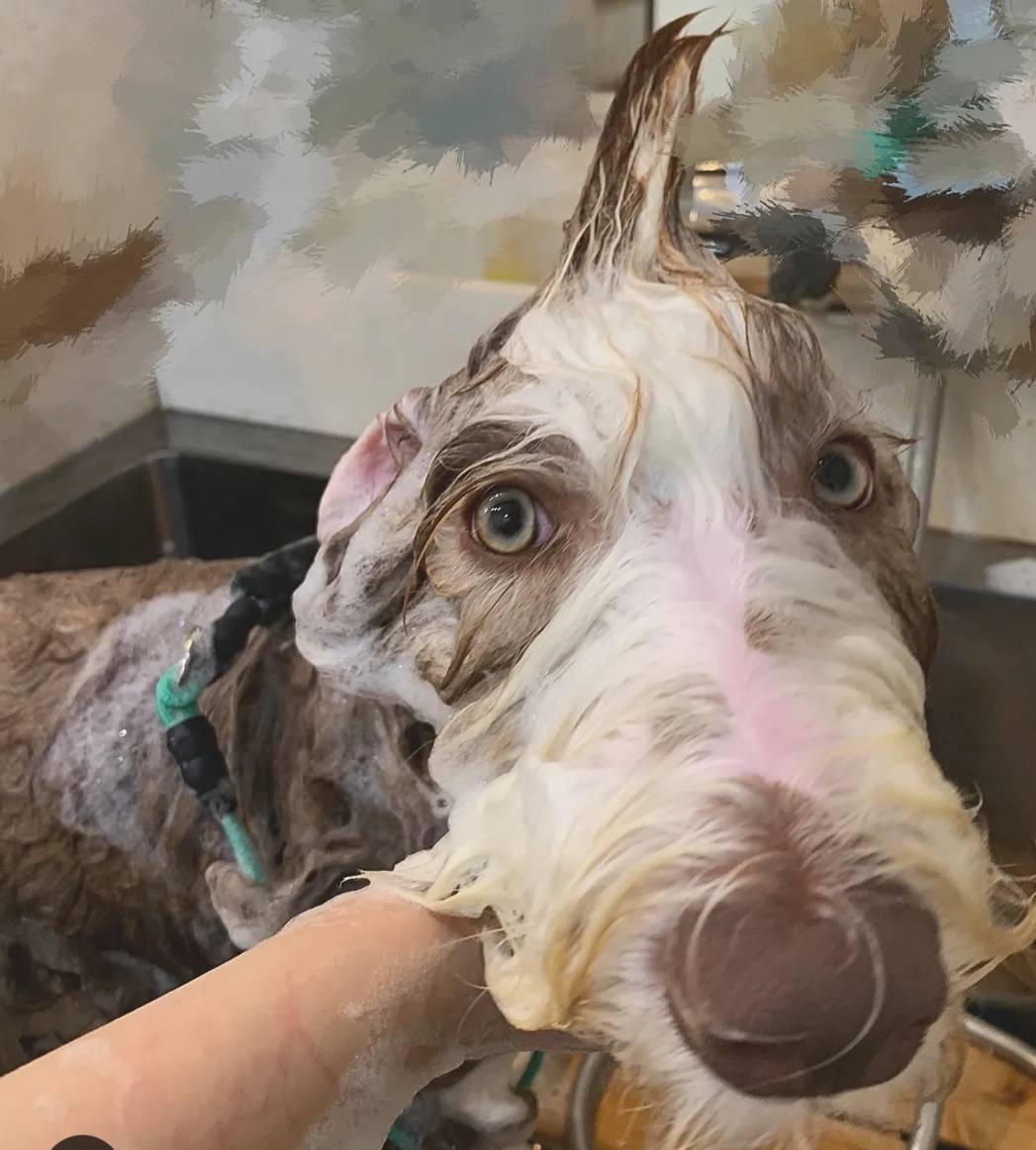 Hair salon SAVOIA with DOG 6