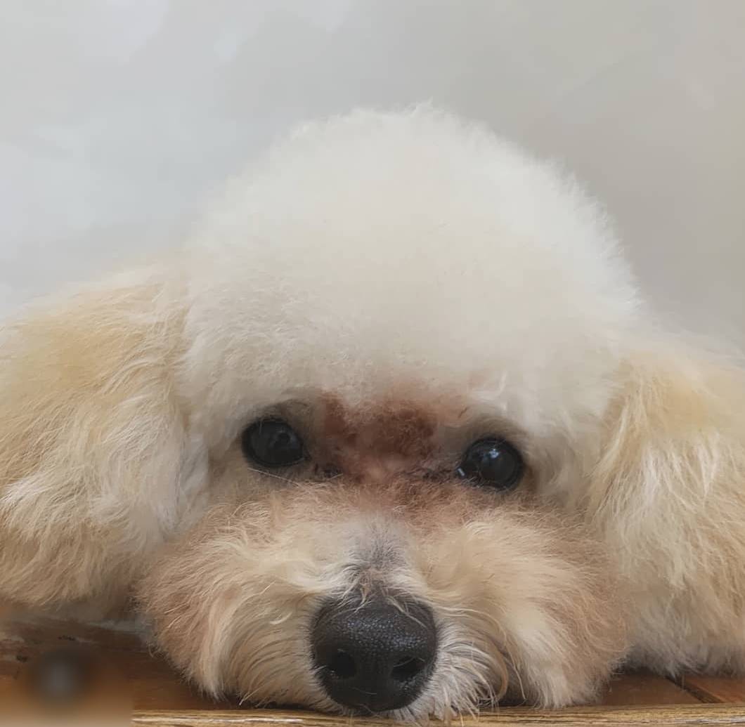 Hair salon SAVOIA with DOG 7