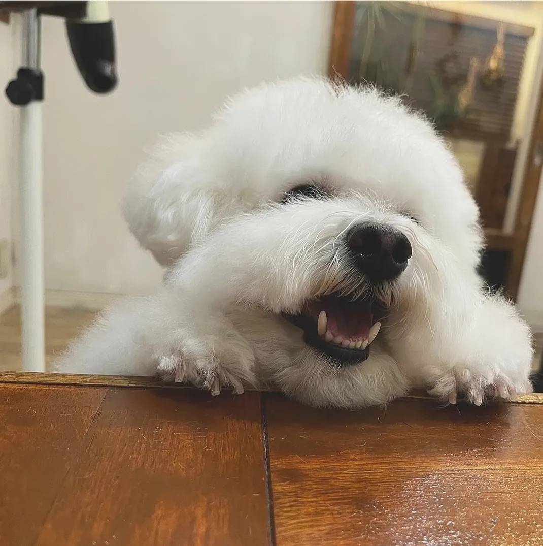 Hair salon SAVOIA with DOG 4