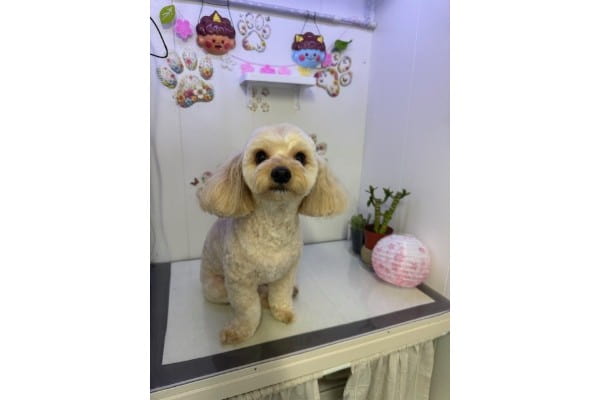 シャンプーカットコース