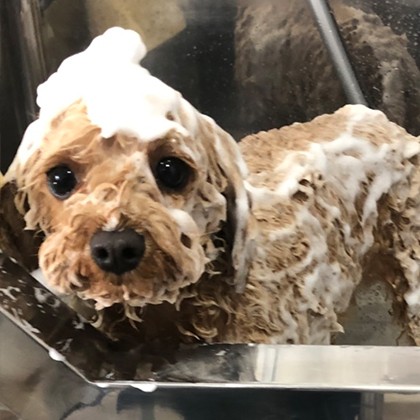 兵庫県神戸市垂水区のトリミングサロン pet salon MINTのサムネイル2枚目