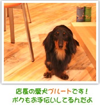 千葉県松戸市のトリミングサロン PetSalon Pluto 松戸店の3枚目